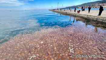 Nel golfo di Trieste tornano le meduse: la nuova invasione - inItalia