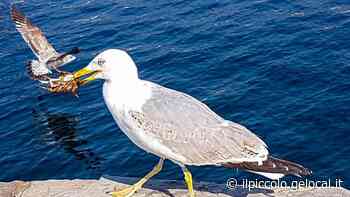 Intraprendenti, aggressivi e pericolosi: con i gabbiani convivenza difficile a Trieste - Il Piccolo