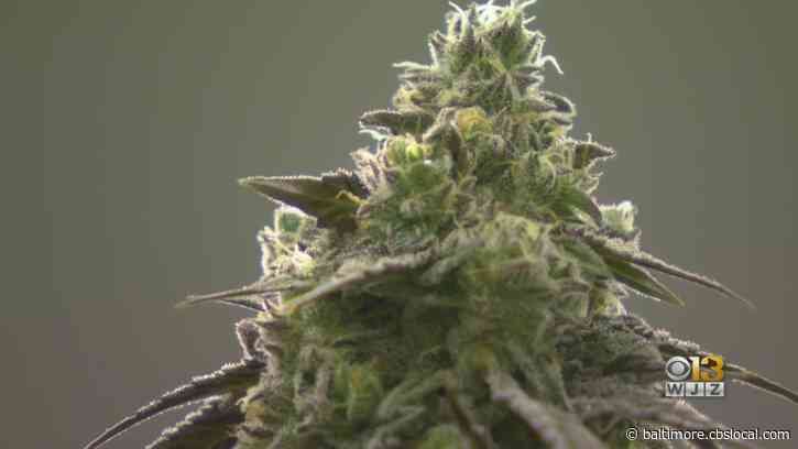 From Seed To Sale: Curio Wellness Is Cornering Maryland’s Medical Cannabis Market