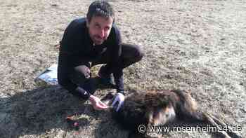 War es ein Wolf? Wildtierexperte analysiert Tierkadaver nach Rissen im Landkreis Rosenheim