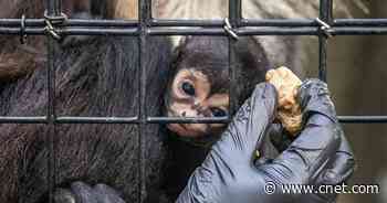 Adorable Spider Monkey Born With Batman Symbol on Its Face     - CNET