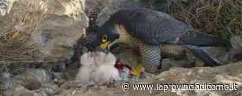 Erba, non disturbate il falco pellegrino Fino al 15 giugno deve nidificare - Cronaca, Caino - La Provincia di Como