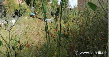Piano Tavola - Belpasso, erba alta e parchi inagibili - La Sicilia
