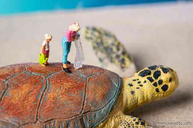 Next Earth and SEE Turtles Collaborate on a Metaverse Charity Game