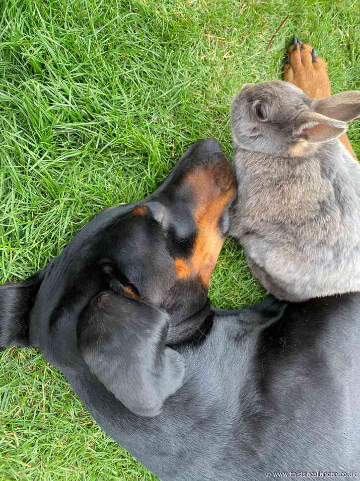 The Pet Crisis by Sofia Wilson, Farringtons School