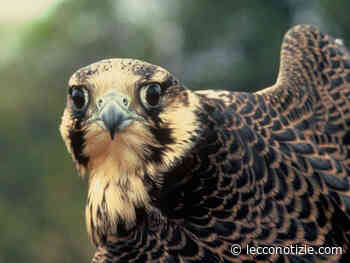 Erba, in Valle Bova ordinanza per tutelare il Falco Pellegrino - Lecco Notizie