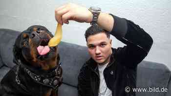 Tiktok: Hund und Herrchen sind Internet-Stars | Regional - BILD