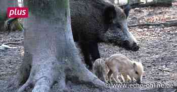 Raunheim: Jäger begrenzen Schäden durch Wildschweine - Echo Online