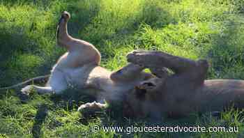Mogo Wildlife Park's favourite lions find love at the zoo - Gloucester Advocate