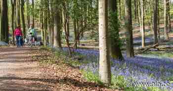 Met Wandelclub De Randstappers op blauwkousjes- of boshyacintentocht in Brakel - Het Laatste Nieuws