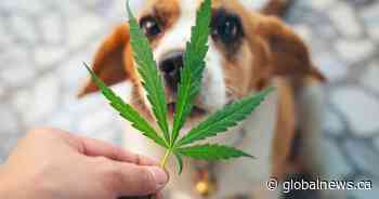 Cannabis poisoning in pets on the rise since legalization: University of Guelph study