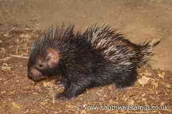 Baby porcupine born in front of 'excited' visitors at London Zoo - South Wales Argus