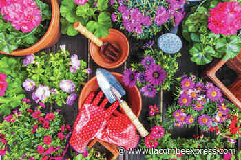 Native plant workshop for local gardeners - Lacombe Express