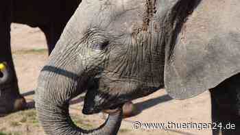 Zoo Erfurt: Zahnarzt-Besuch! Spannung steigt um Elefantenbaby - Thüringen24