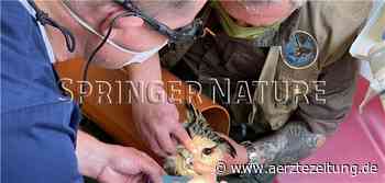 Ein Uhu zu Gast beim Zahnarzt - Ärzte Zeitung