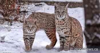 Calgary cat owner traumatized after bobcat attack caught on camera