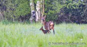 Wie Hundebesitzer Hase und Bambi schützen können - Heidelberg aktuell
