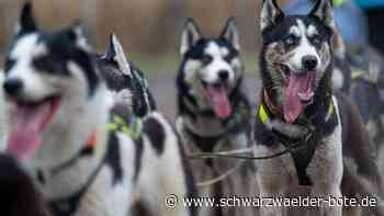 Drama um Schlittenhunde: Tote Huskys - Insider erklärt brisante Details - Schwarzwälder Bote