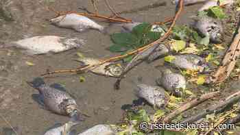 Fish die-offs, the DNR needs your help