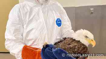 'We have not seen an outbreak like this' | Raptor Center details devastating toll of avian influenza
