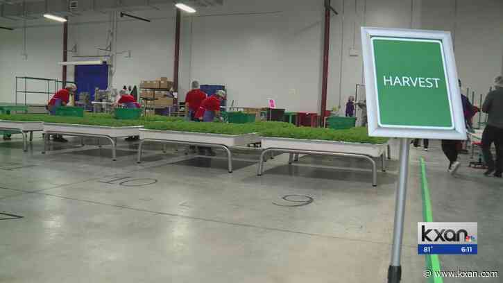 New Lockhart greenhouse using tech to monitor plants' needs