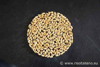 Ardea: scheda varietale - Risoitaliano.eu