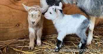 Baby twin goats bring boom in popularity for Cleethorpes Jungle Zoo - Grimsby Live