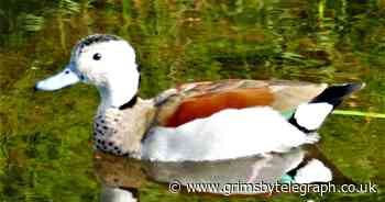 Rare South American bird spotted in Grimsby's River Freshney - Grimsby Live