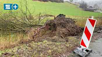 Meschede: Neue Chance für abgestürzte Weide – ob das klappt? - WP News