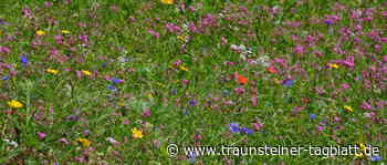 Traunstein: Traunsteiner Blumenwiese: Samentüten sind gefüllt - Traunsteiner Tagblatt