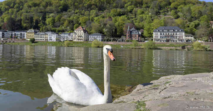 Heidelberger Revierkampf:  Schwan "Flauschi" von seiner Schwänin getrennt