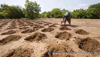 Nahrungsmittelmangel wegen des Ukraine-Kriegs: Afrika droht eine Hungersnot