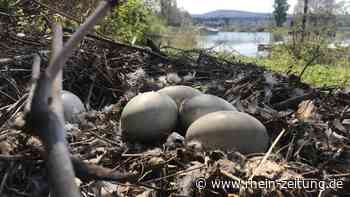 Nach Rettungsaktion durch die Feuerwehr: Schwanennest am Rheinufer liegt verlassen da - Rhein-Zeitung