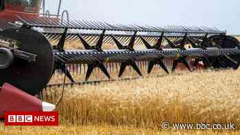 Ukraine war: World Bank warns of 'human catastrophe' food crisis