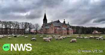 Communiefoto's met schapen en lammetjes op Merksplas-Kolonie - VRT NWS