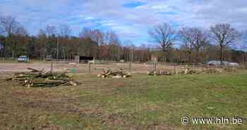 Gemeente verkoopt hout van voorjaarsstorm Eunice | Vosselaar | hln.be - Het Laatste Nieuws