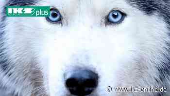 Hemer: Familie kauft Husky – doch der war gestohlen - IKZ News