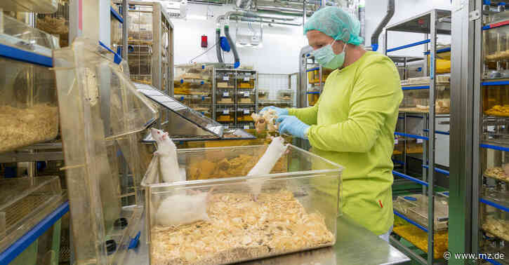 DKFZ Heidelberg:  Ein Tier-Leben für die Krebsforschung (Update)