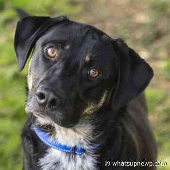 Adoptable Pet of the Week: Bruno - What'sUpNewp