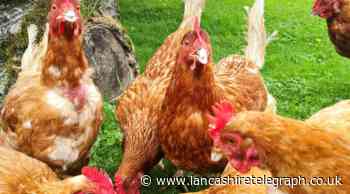 British Hen Welfare Trust hope to rehome 500th hen this year in Lancashire