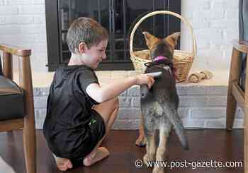 For Upper St. Clair boy with autism, the best therapy walks on four legs - Pittsburgh Post-Gazette