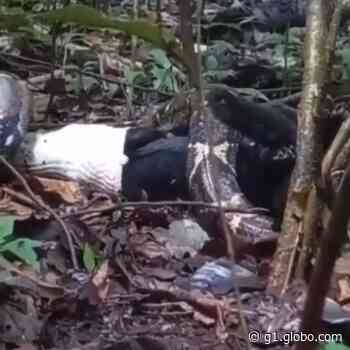 Vídeo mostra jiboia predando mamífero na Costa Rica; assista - Globo