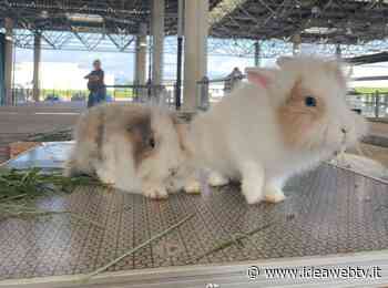 Il MIAC di Cuneo torna ad ospitare il Mercatino dei Piccoli Animali - IdeaWebTv