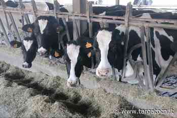 Carne, Coldiretti: "Zootecnia made in Cuneo a rischio" - TargatoCn.it