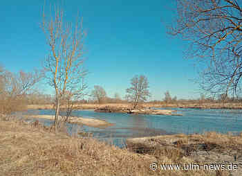 Der Flussregenpfeifer ist zurück