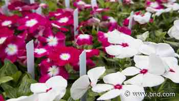 Electronics recycling, plant sale and more among Earth Day events in St. Louis region - Belleville News-Democrat