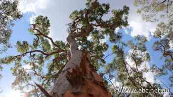 'Substantial' compensation measures announced for WA forestry businesses