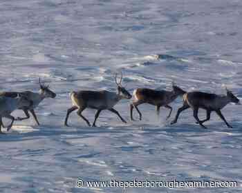 Ottawa making good on pledge to unilaterally protect Quebec caribou: minister - The Peterborough Examiner