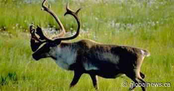 Ottawa making good on threat to unilaterally protect Quebec caribou: minister - Global News