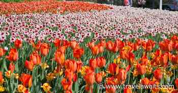 The Unique Story Behind Ottawa’s Famous Tulip Festival - TravelAwaits